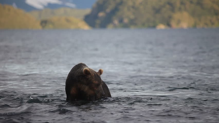 Brown bear fishing.