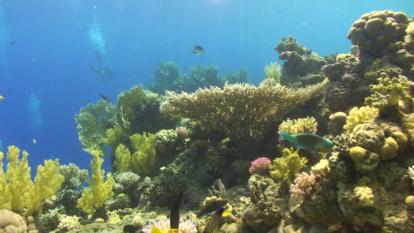 Tropical Coral reef scenic, with soft and hard corals