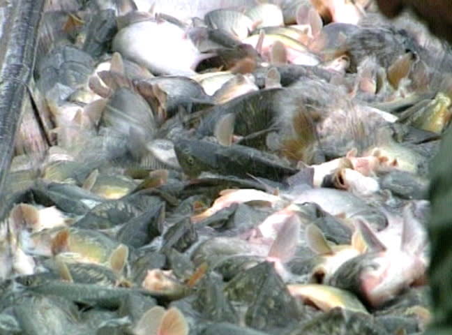 Sorting freshwater fish for the market.