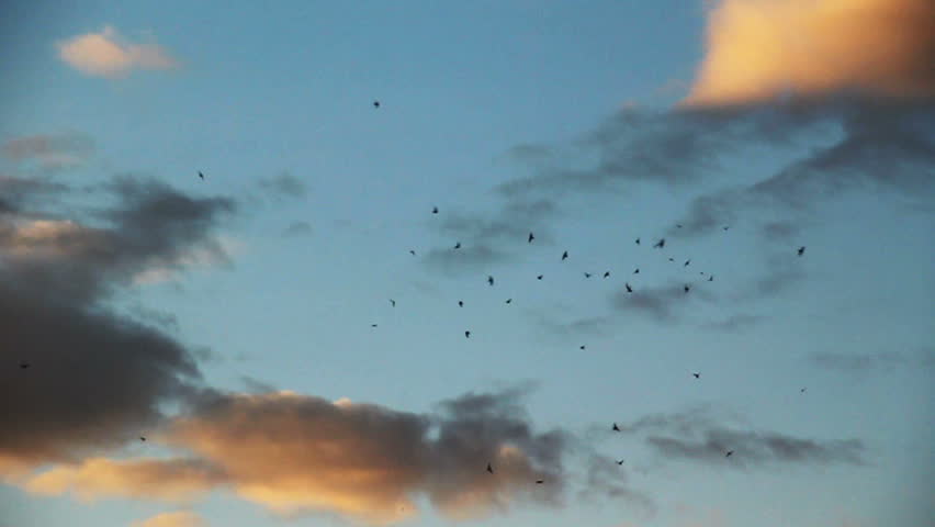 HD Slow motion birds swarming in evening sky