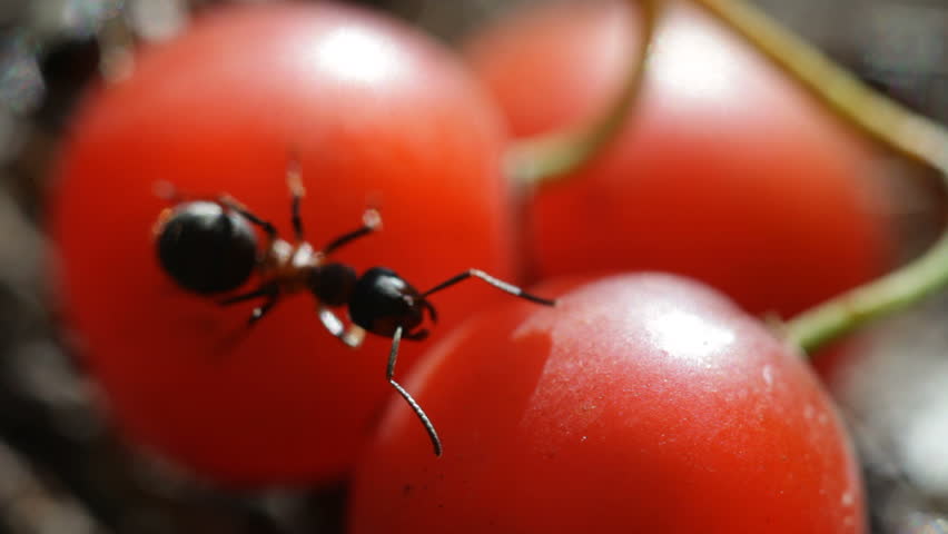 ant on a tomato