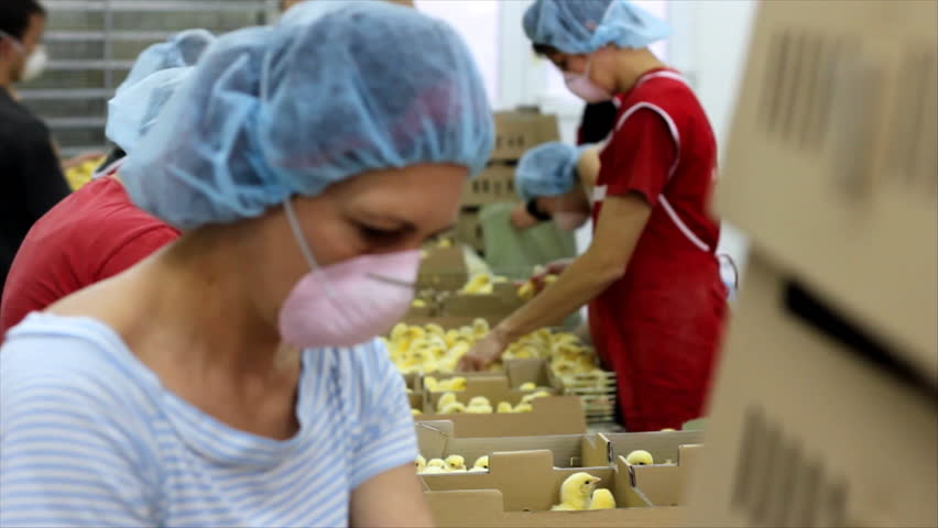 Small chicks in Factory