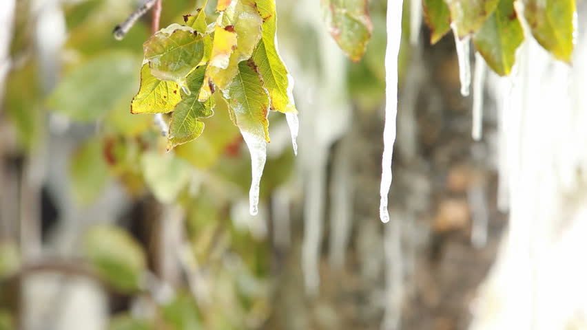 Ice and icicles melting and dripping from orchard tree leaves. Many icicles hanging from a fruit tree.