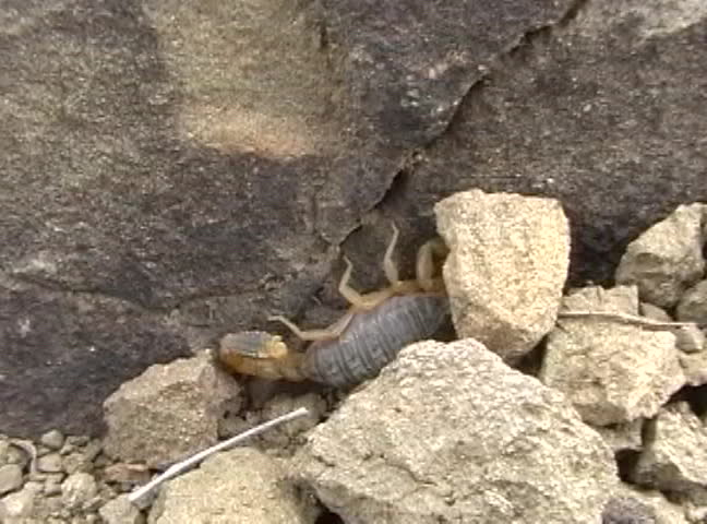 Frightened scorpion