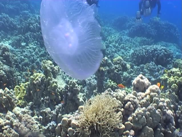 medusa underwater diving video