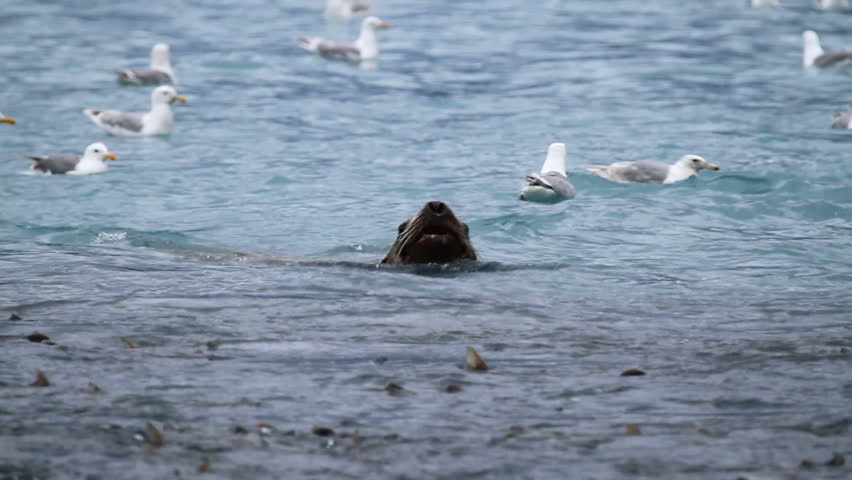 Sea lion, Stellar, swims underwater to catch and eat salmon in the ocean as seagulls float nearby waiting for scraps. Sea lion shakes fish to kill it before eating it.