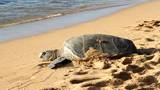 An endangered, Hawaiian Green Sea Turtle resting on a beach on the island of Oahu, Hawaii.