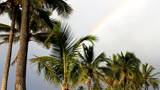 A rainbow behind palm trees in Hawaii.