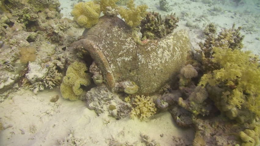 Submerged amphora's pot which has grown into the coral reef. Sharm El Sheikh, Red Sea, Egypt.