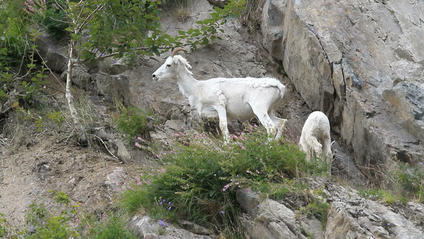 Dall sheep high on mountain ledge. Mother ewe and lamb on rocky and steep mountain cliff and ledges near Anchorage Alaska. Along mountain in Turnagain Arm. Pure white wild sheep. 