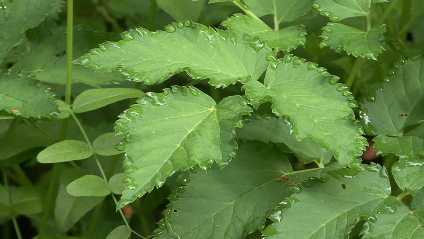 stinging nettle drop
