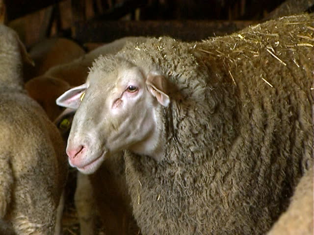 Group of sheep in front of the camera.