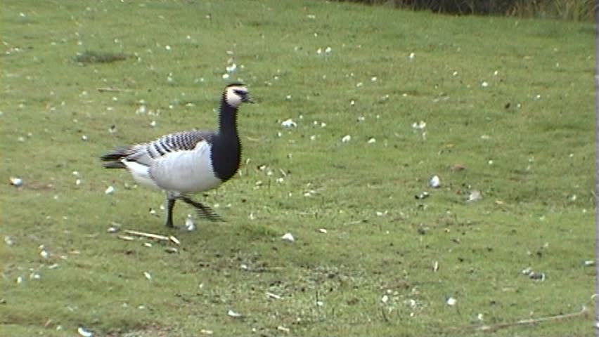 Canada goose preparing for migration one, tripod, 16x9