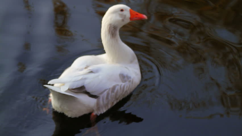 White goose floating on the water surface annoyed by a falling tree leaf  