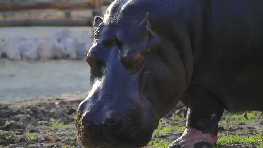 Close up on hippopotamus head, common hippopotamus 