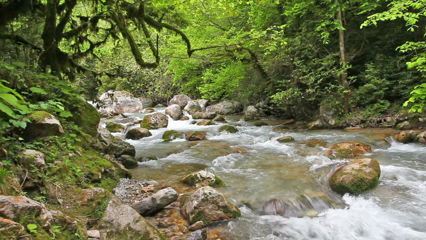 mountain river in forest