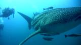 Whale shark (Rhincodon typus) passing from below and scuba divers 