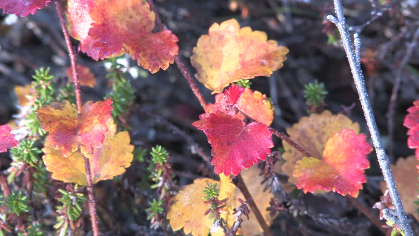 autumn, tundra, berries