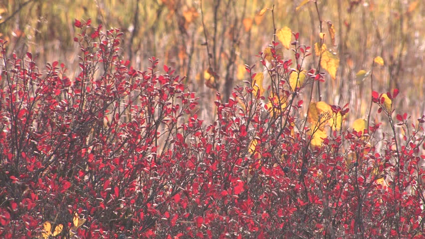 autumn, tundra, berries