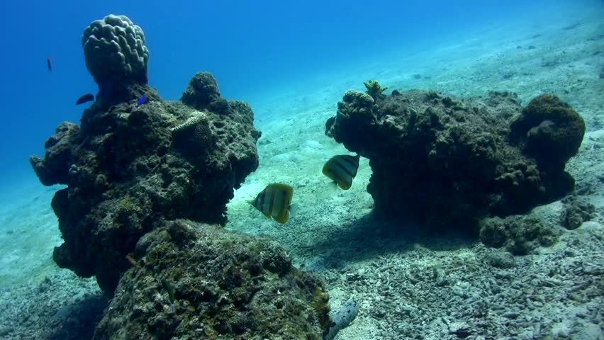 Beaked coralfish (Chelmon rostratus)