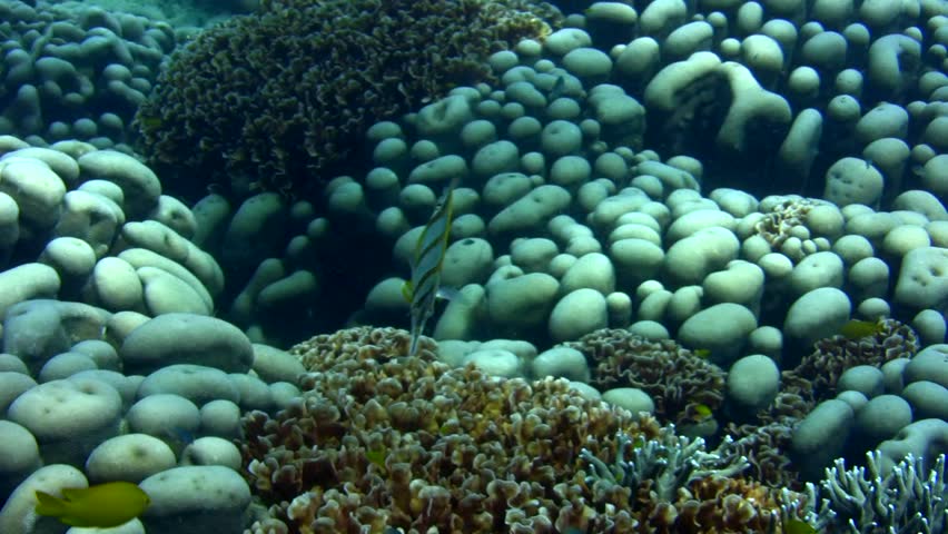 Beaked coralfish (Chelmon rostratus)