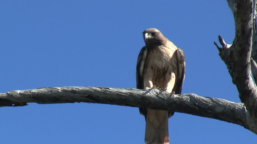 Red Tailed Hawk Flying Away From Perch