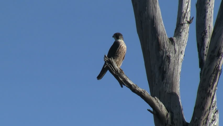 Peregrine Falcon Flying Off Of Perch