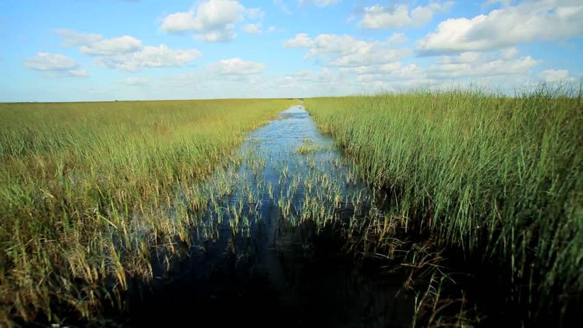 Air boat traveling through the Florida Everglades