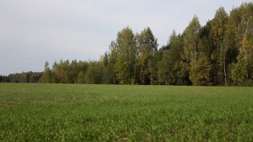 Field with young sprout and forest -windy day