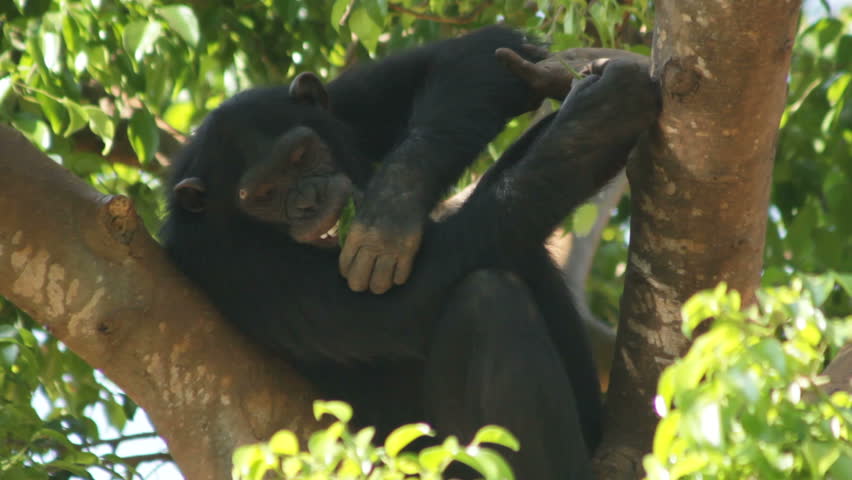 Endangered primate chimp in forest tree eats leaves in remote habitat. 