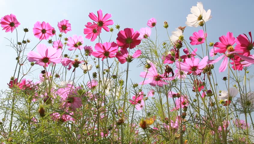 HD , Cosmos field in breeze 