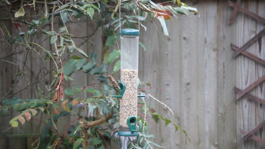 Chaffinch eating seed on a bird feeder.