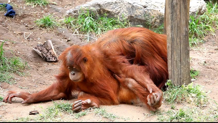 How to babysit an orangutan activities for senior
