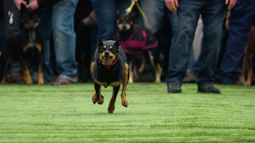 Header of Black and Tan