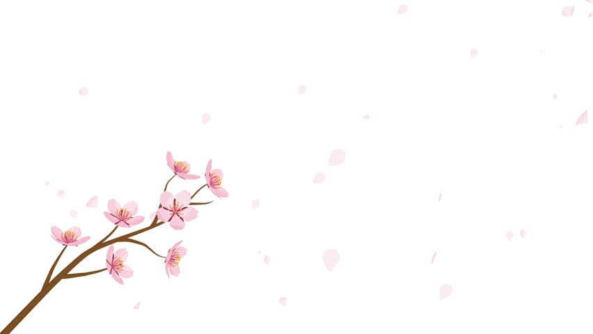 blooming cherry blossom flower and stock footage video 100 royalty cherry blossom animated