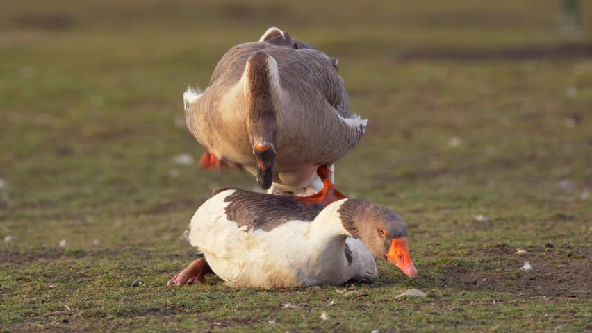 Goose Sex Female Stock Footage Video 100 Royalty Free 1007609971 Shutterstock