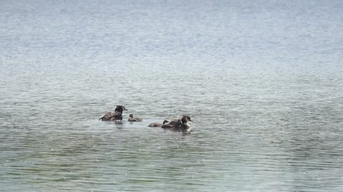 A pair of Great crested grebes (Podiceps cristatus) with chicks swim on a pond in a city park