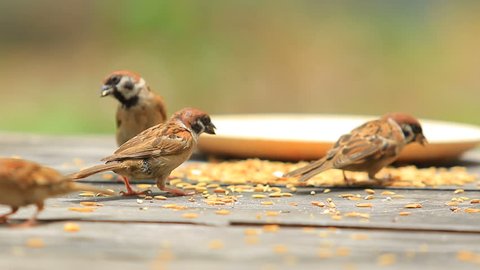 Sparrow Bird Eating Paddy On Stock Footage Video 100 Royalty Free Shutterstock