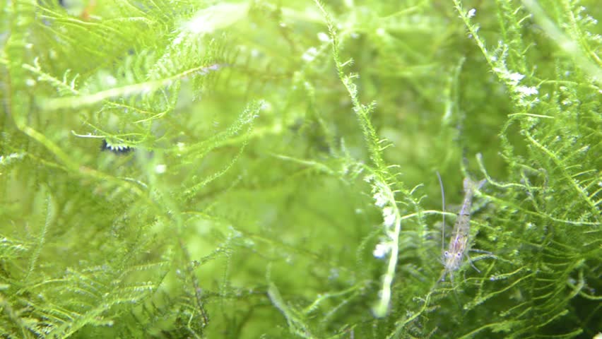 Header of Caridina