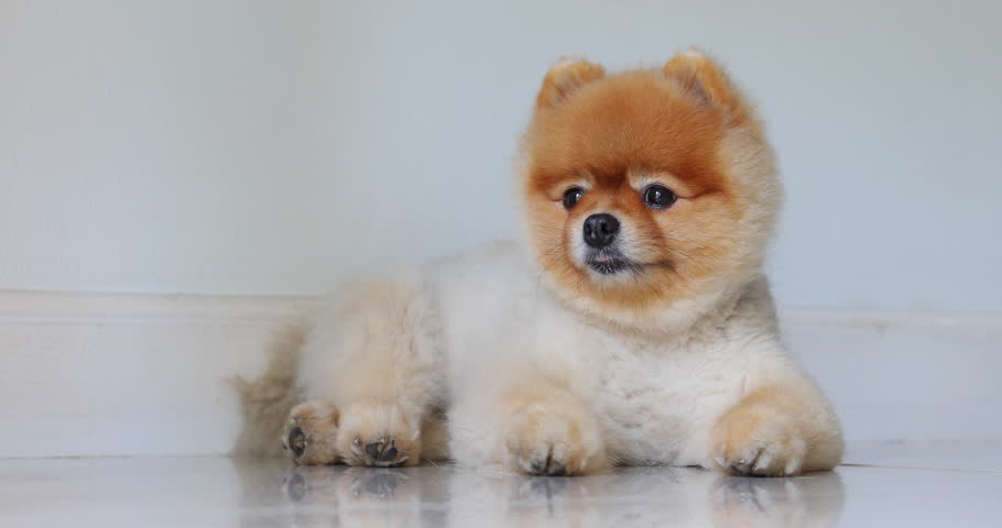 Brown Pomeranian Dog Cute Smile Stock Footage Video 100