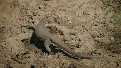 Bengal Monitor Lizard Greeps Through Mud Stock Footage Video (100%  Royalty-free) 1008384931 | Shutterstock