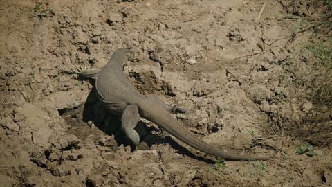 Bengal Monitor Lizard Greeps Through Mud Stock Footage Video (100% Royalty-free) 1008384931 | Shutterstock Bengal Monitor Lizard Greeps Through Mud Stock Footage Video (100% Royalty-free) 1008384931 | Shutterstock