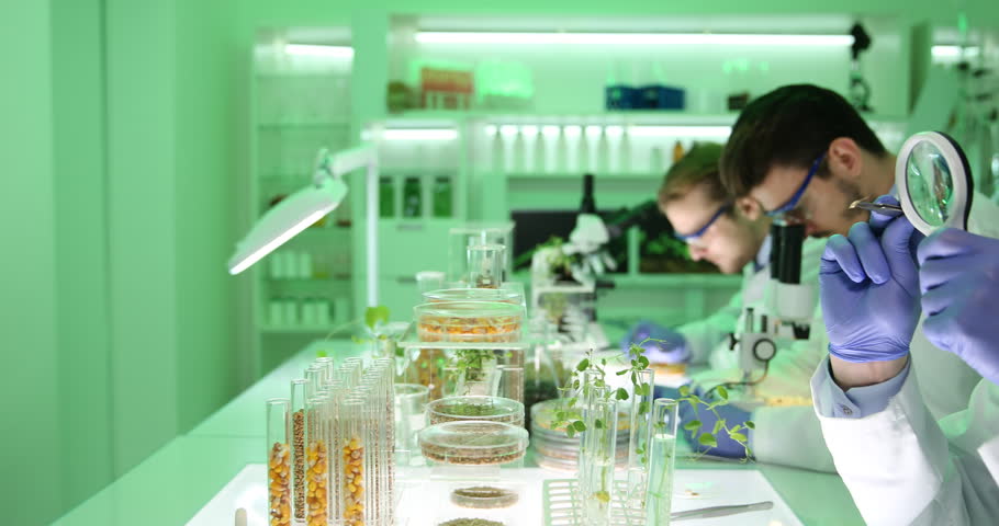 an examination of genetically engineered plants Start studying microbiology-biotechnology & dna ch 9 learn these pathogen proteins are being produced by genetically engineered plants have toxin. an examination of genetically engineered plants Start studying microbiology-biotechnology & dna ch 9 learn these pathogen proteins are being produced by genetically engineered plants have toxin.