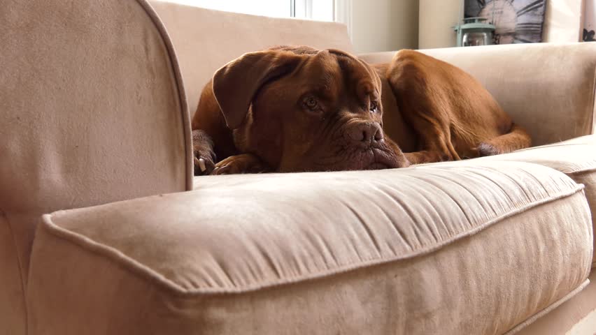 Bad Dog Chewed The Couch Stock Footage Video 100 Royalty
