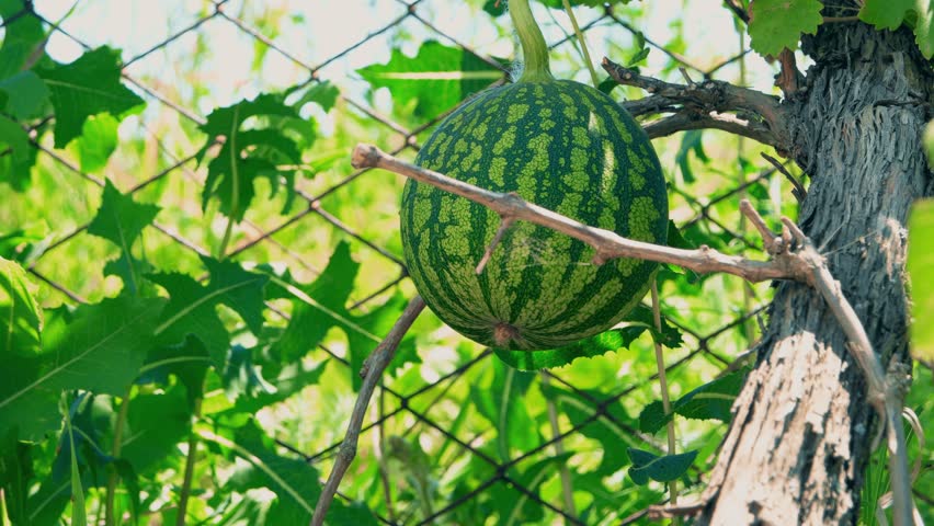 Header of Mellon