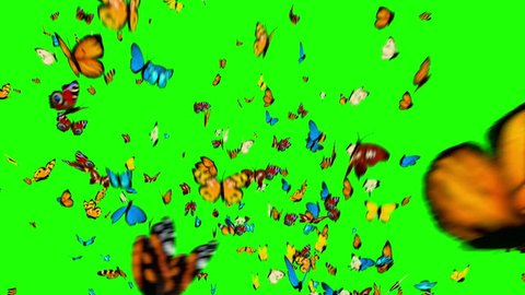 Butterflies Fly Up On A Stock Footage Video 100 Royalty Free 1009276451 Shutterstock