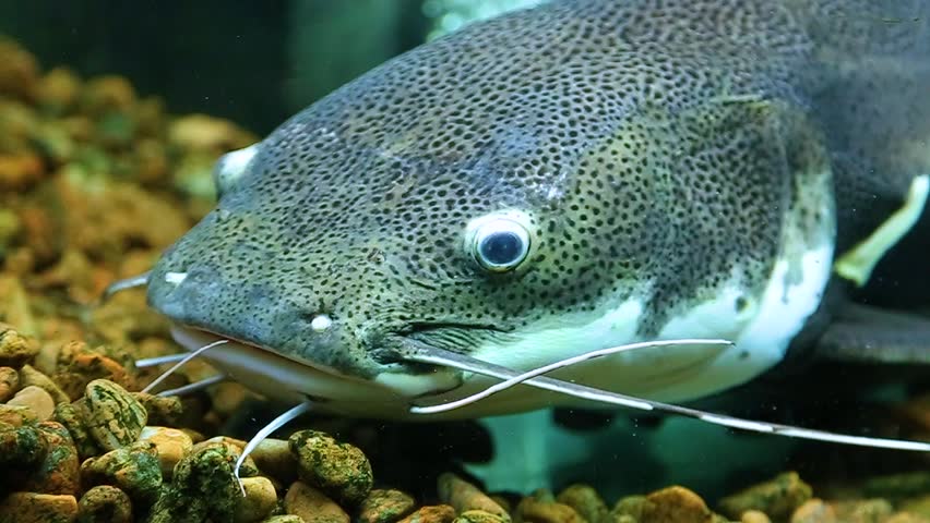 Red Tailed Catfish swimming in water -- Phractocephalus hemioliopterus ...