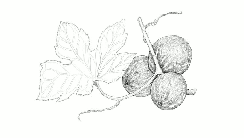 Header of bryony