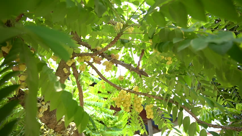 Header of gooseberry