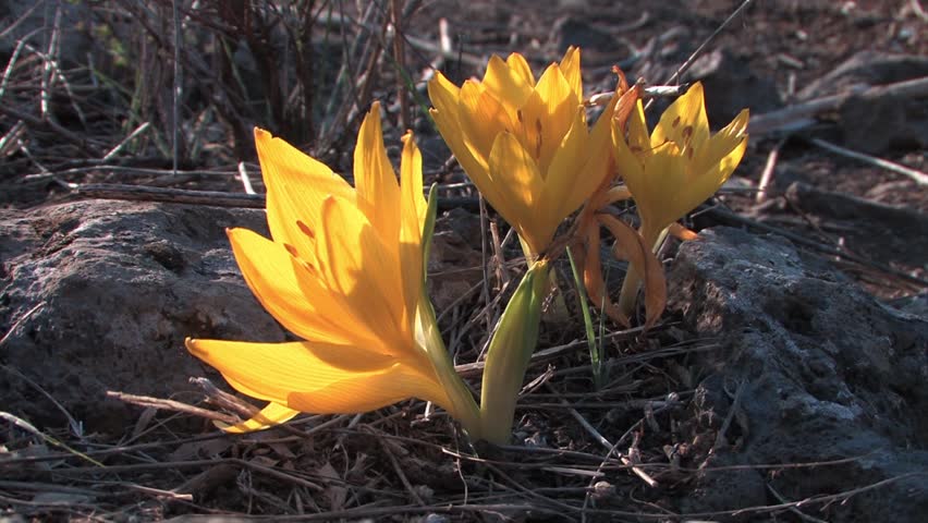 Header of sternbergia